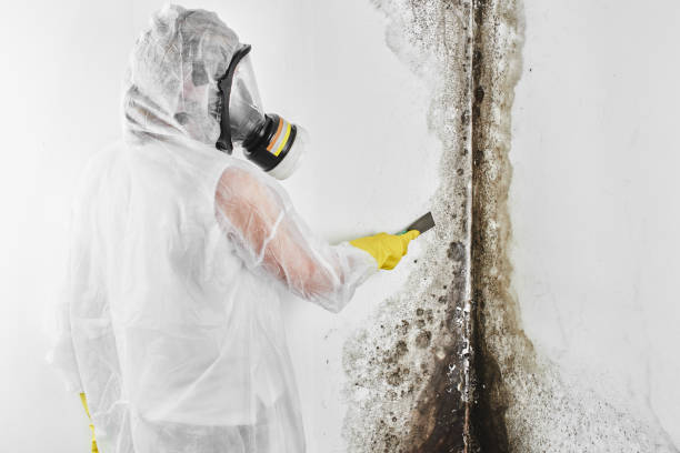 Best Mold Cleaning Services  in Carlyle, IL