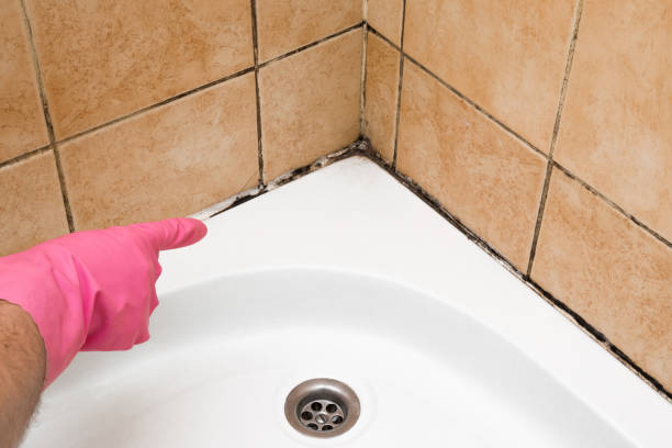 Best Commercial Mold Removal  in Carlyle, IL